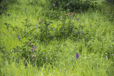 Wet plants growing on field during rainy season