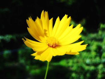 Close-up of yellow flower against blurred background