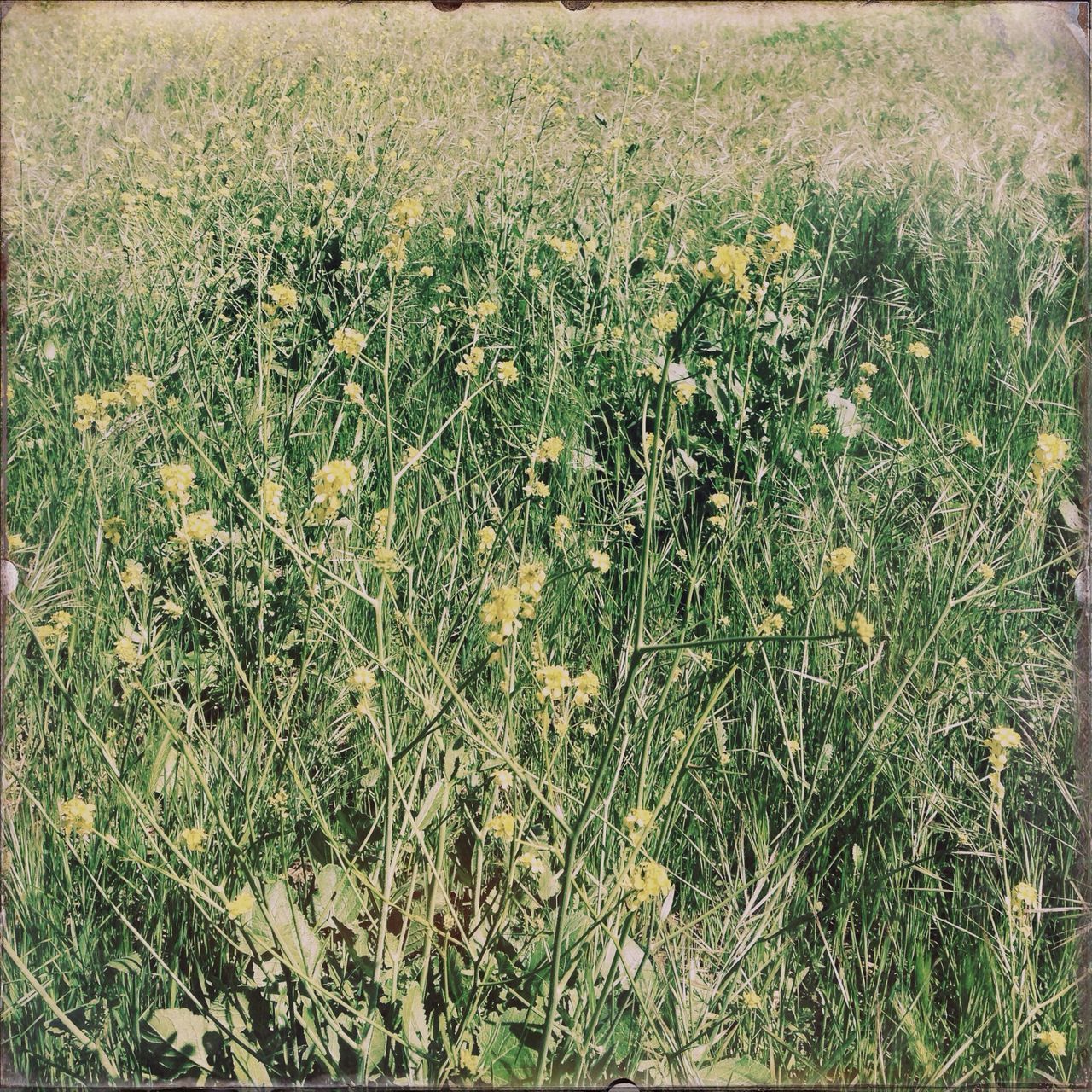 grass, growth, field, plant, green color, nature, high angle view, grassy, beauty in nature, tranquility, agriculture, full frame, growing, day, outdoors, rural scene, auto post production filter, flower, no people, backgrounds