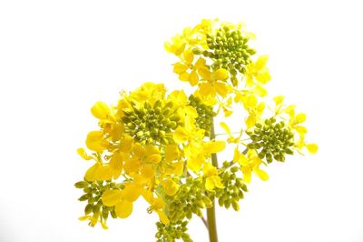 Close-up of yellow flowering plant against white background