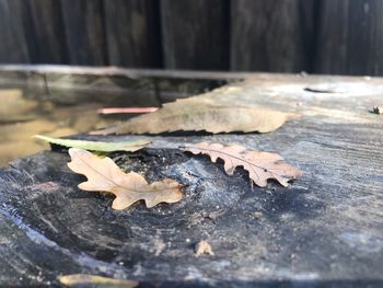 Close-up of maple leaf on wood