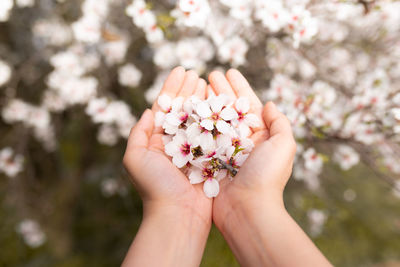 Close-up of hand holding cherry blossoms