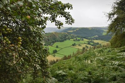 Scenic view of agricultural field against sky. llangollen. 