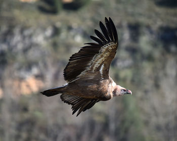 Side view of eagle flying