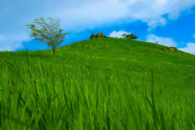 Scenic view of agricultural field against sky