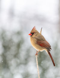 Close-up of bird perching