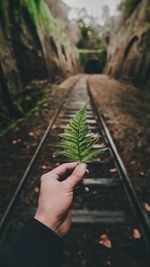 Cropped hand holding plant