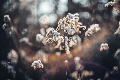 Close-up of wilted plant