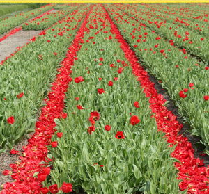 Close-up of red flowers on field