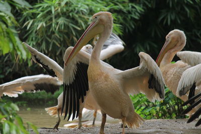 Flock of birds in the water