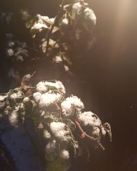 Close-up of flower tree against water