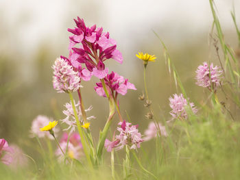 Close-up of pink flowering plants on field