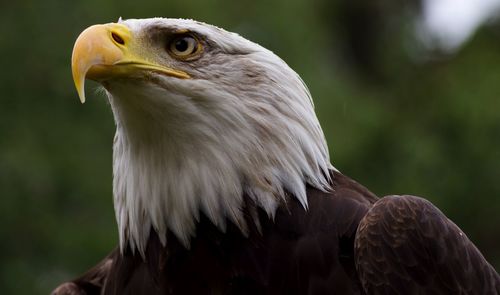 Close-up of eagle