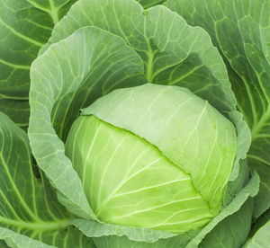 Full frame shot of green leaves