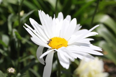 Close-up of white daisy flower