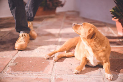 A dog lying down and looking up at its owner - frigiliana, a white city in andalusia, spain