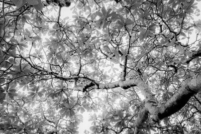 Close-up of bare tree against plants