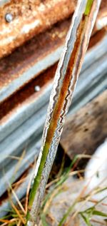 Close-up of frozen plant on field