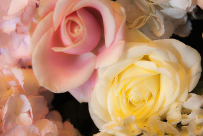 Close-up of roses