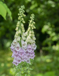 Close-up of plant growing outdoors