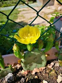 Close-up of yellow flowering plant