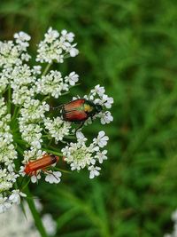 Close-up of butterfly pollinating on flower