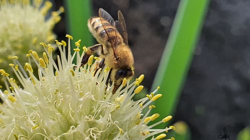 Close-up of bee pollinating flower