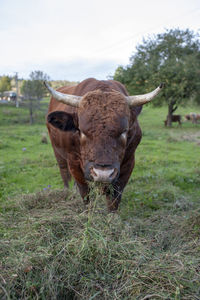 A light brown bull with horns in a free field.