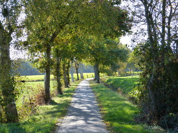 Footpath amidst trees