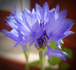 Close-up of purple flowers blooming outdoors
