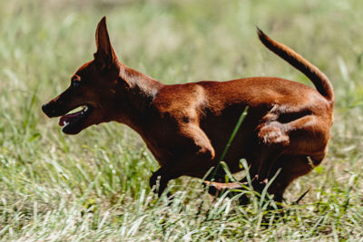 Close-up of dog on field