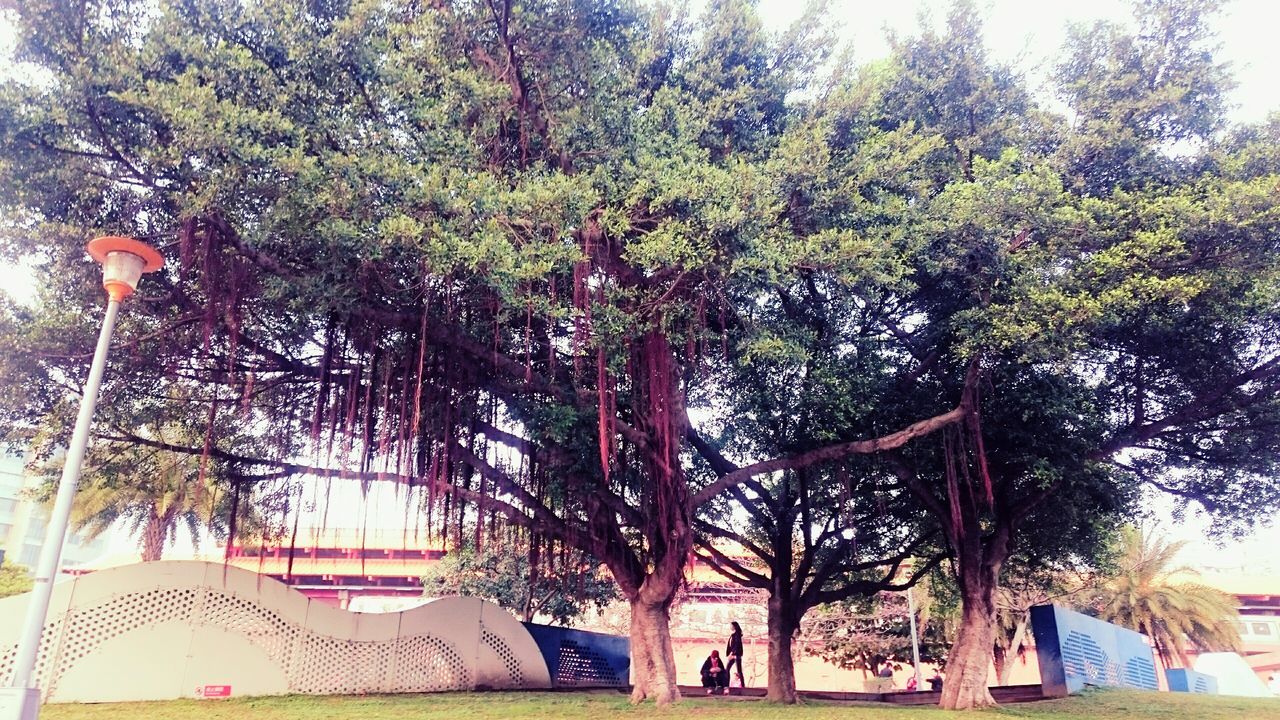 tree, built structure, architecture, tree trunk, building exterior, growth, branch, sunlight, incidental people, park - man made space, transportation, day, car, outdoors, low angle view, palm tree, land vehicle, mode of transport, city