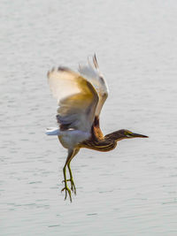 Close-up of duck in lake