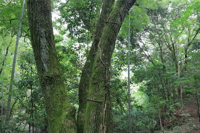 Low angle view of bamboo trees in forest