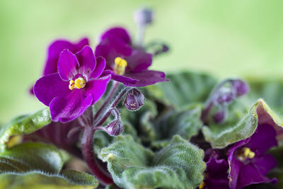 Close-up of purple flowering plant