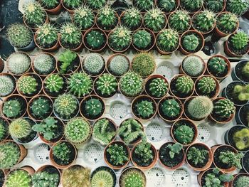 Full frame shot of potted cactus plants