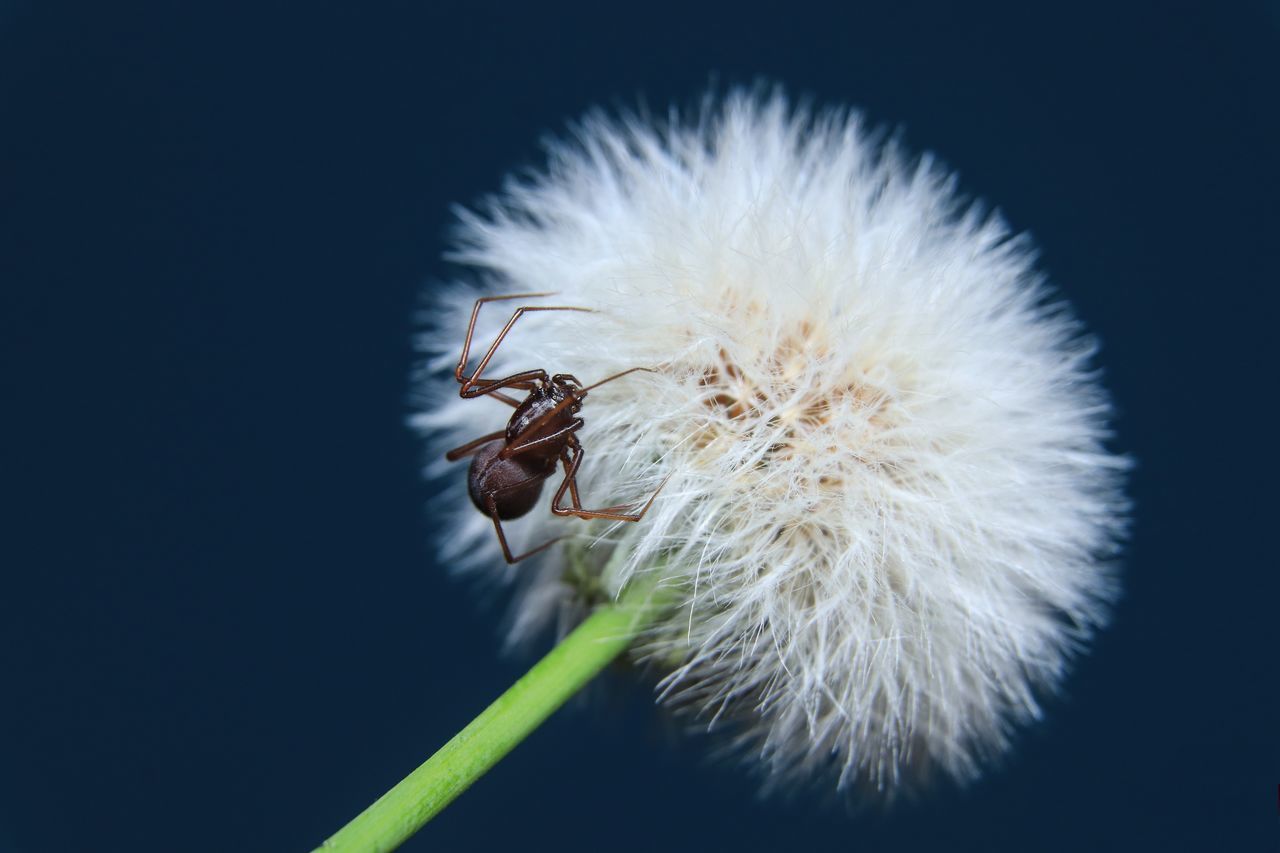 CLOSE-UP OF WHITE DANDELION FLOWER