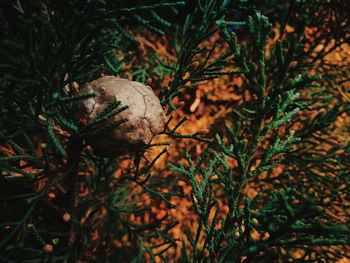 Close-up of a tree at night