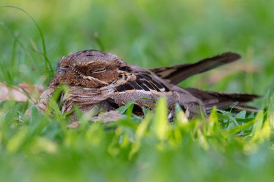 Close-up of a bird on a field