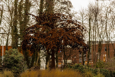 Trees on field against sky