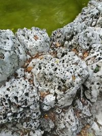 Close up of white flower