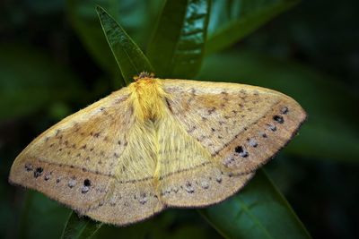 Close-up of butterfly on leaf