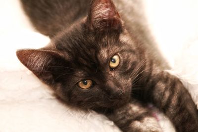 Close-up portrait of a cat