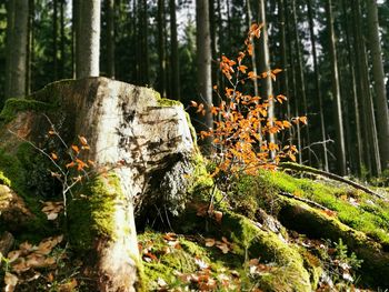 Close-up of moss growing on tree trunk in forest