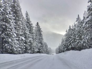 Snow covered trees against sky