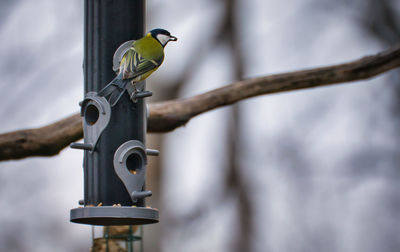 Close-up of bird perching on branch