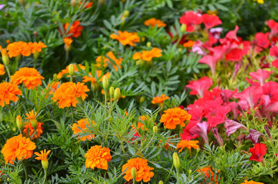 Close-up of orange flowers