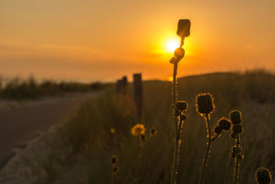 Close-up of fresh plants on field against sky during sunset