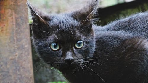 Close-up portrait of cat