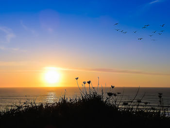 Silhouette birds flying over sea against sky during sunset